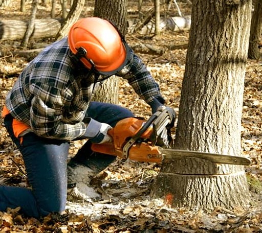 Tree Removal in Dewitt, VA